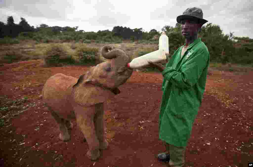 Seekor bayi gajah yang ditinggal mati induknya diberi makan susu dari botol oleh seorang penjaga, di sebuah acara untuk memperingati Hari Lingkungan Hidup Sedunia di &#39;Panti Asuhan&#39; khusus gajah di Nairobi, Kenya.