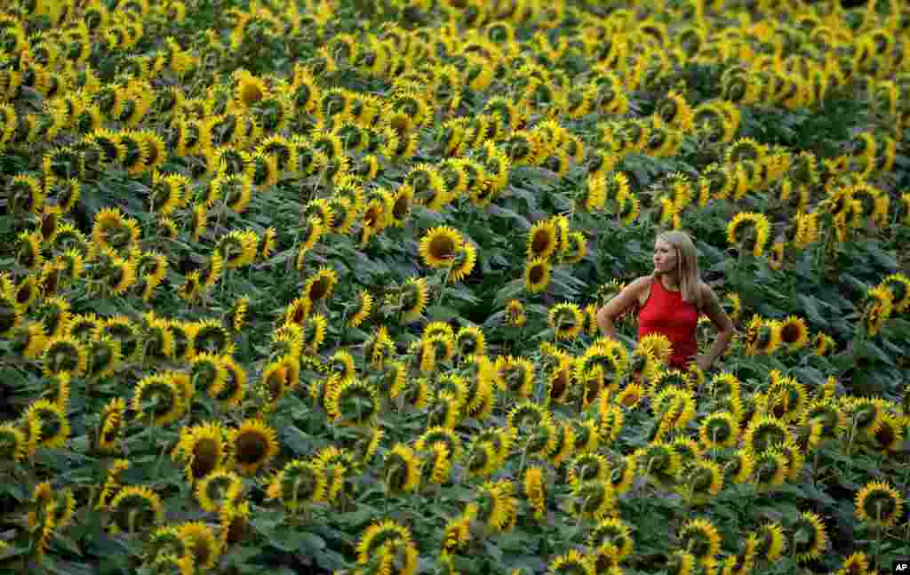 Katie Hensler aprecia um campo de girassóis em Lawrence, no estado americano do Kansas.