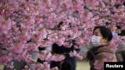 Japón cuenta con decenas de lugares para que miles de turistas puedan apreciar la floración de los cerezos.