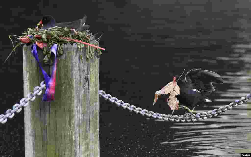 A moorhen walks along a chain while carrying building materials for its partner&#39;s nest in the Serpentine Lake in London&#39;s Hyde Park.