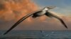 Ancient Bird Had Largest Wingspan Ever