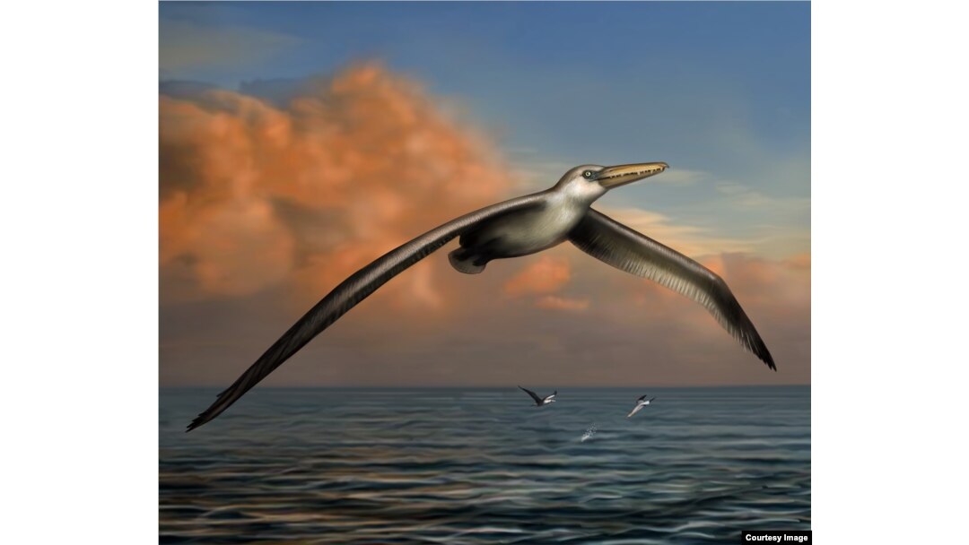 Burung Kuno Bersayap Terbesar Ditemukan