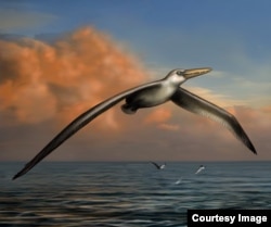 Pelagornis sandersi (Reconstruction art by Liz Bradford.)