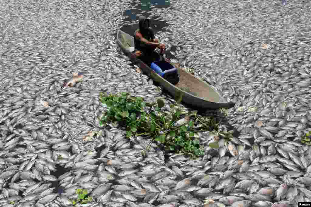 A man steers a wooden boat through dead fish in a breeding pond at the Maninjau Lake in Agam regency, West Sumatra province, Indonesia.