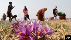 تصویری از زعفران در منطقه کشمیر هند
