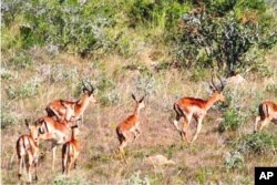 Cheetahs traditionally chase down and kill springbuck like these, but in the ‘Albany Hotspot’ they’re even hunting larger antelope species [PHOTO CREDIT: Bucklands Game Reserve]