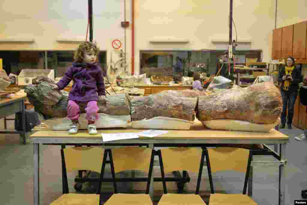 Seorang anak perempuan duduk di atas fosil asli potongan tulang paha seekor Dinosaurus yang diperkirakan berusia 90 juta tahun, di sebuah museum di kota Trelew, Argentina.