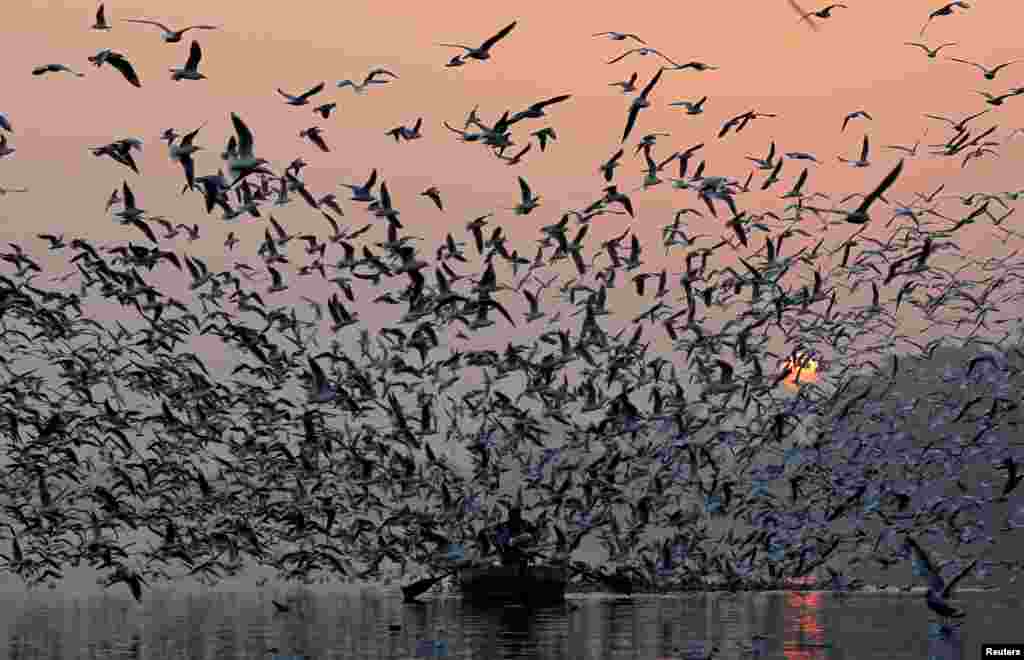 A man rides a boat as seagulls fly over the waters of the river Yamuna early morning in New Delhi, India.