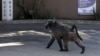Troublesome South African Baboon Sent Away for Raiding Homes