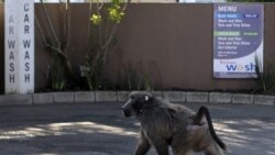 Cape Town Allows Paintball Gun Use to Ward Off Baboons