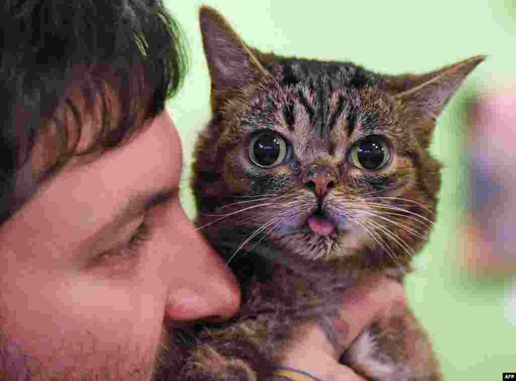 Kucing selebriti Internet Lil Bub yang dikenal akan penampilan uniknya digendong oleh pemiliknya Mike Bridavsky di acara pembukaan CatConLa di Los Angeles, California, 7 Juni 2015.