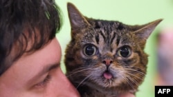 FILE - Internet celebrity cat Lil Bub, known for her unique appearance, is held by owner Mike Bridavsky at the inaugural CatConLa event in Los Angeles, California, June 7, 2015. 