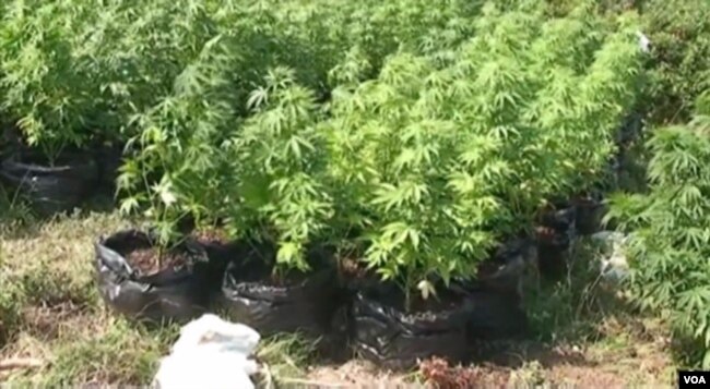 Pepohonan ganja di Albania. (Foto: VOA)