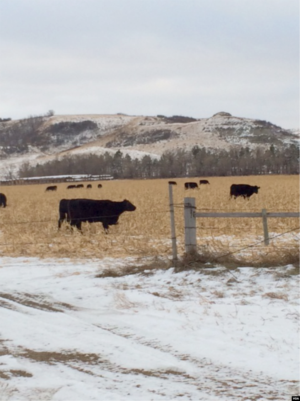 Cattle grazing on Standing Rock Indian Reservation, Dakotas, Dec. 1, 2014. (Aru Pande/VOA)
