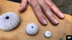 In this Oct. 16, 2019 photo, Steven Rumrill, lead shellfish expert with the Oregon Department of Fish and Wildlife, places his hand next to shells of red sea urchins at various stages of development to show a size comparison at the Marine Hatfield Science