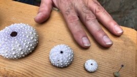 In this Oct. 16, 2019 photo, Steven Rumrill, lead shellfish expert with the Oregon Department of Fish and Wildlife, places his hand next to shells of red sea urchins at various stages of development to show a size comparison at the Marine Hatfield Science