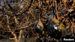 Avocados at an avocado farm show damage by the Lilac Fire, a fast moving wildfire in Bonsall, California, Dec. 8, 2017. 