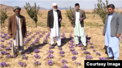 Rumi Spice sells saffron produced by Afghan farmers that the company's US military veteran founders met in Herat Province, Afghanistan.