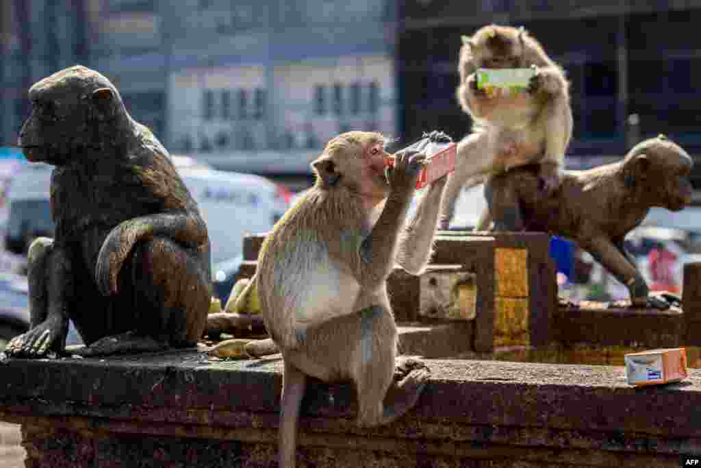 فیسٹویل کے دوران بعض بندر جوسز سے لطف اندوز ہو رہے ہیں۔
