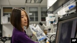 Cheryl Hayashi uses a microscope to work on a spider in her lab at the American Museum of Natural History in New York. (AP Photo/Jeremy Rehm)