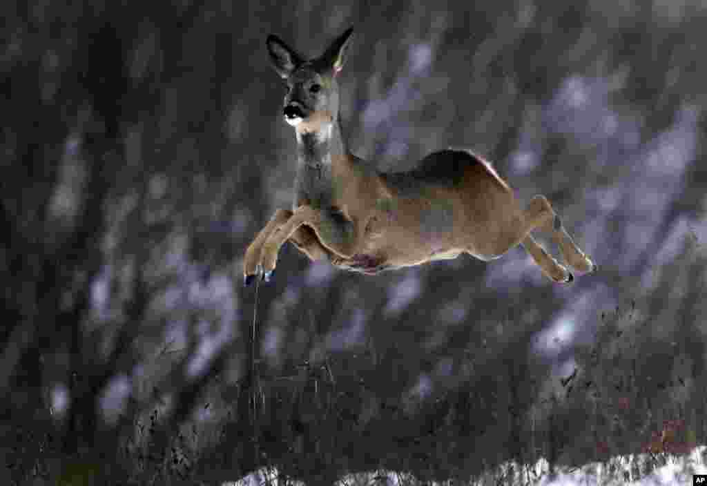 A deer runs in a snow-covered field near the village of Karpavichi, some 50 km (31 miles) north of Minsk, Belarus.