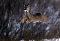 This deer leaps in a snow covered field near the village of Karpavichi, about 50 km north of Minsk, Dec. 14, 2016. (AP Photo/Sergei Grits)