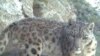 Macan Tutul Salju Langka Ditemukan di Afghanistan