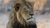 Studi: Singa di Kenya Punya Alasan untuk Menyerang Manusia