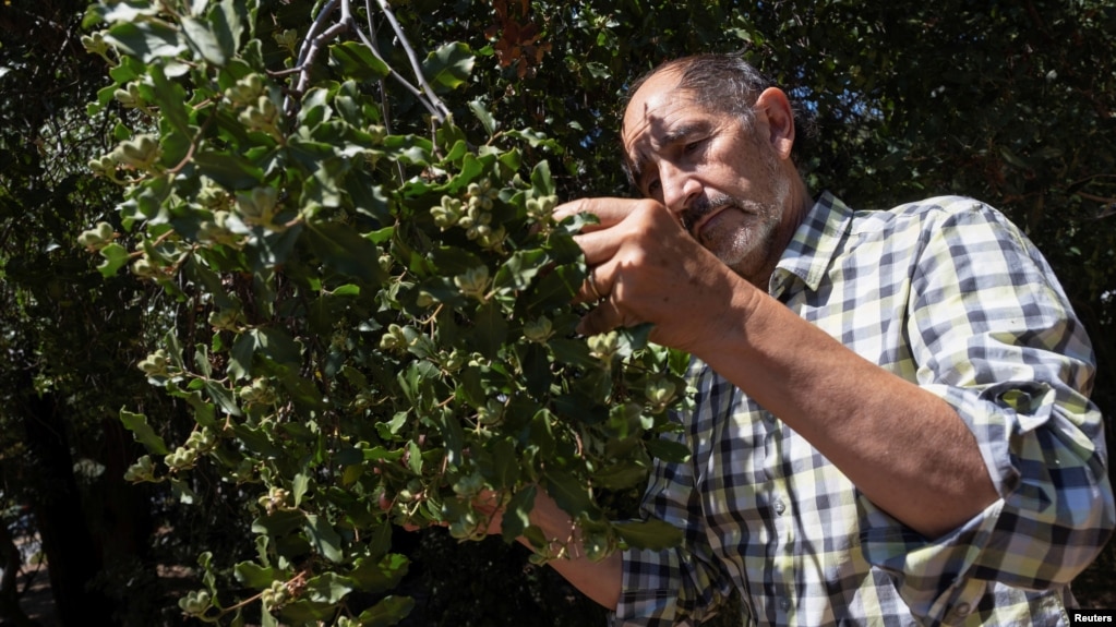 Ricardo San Martin, a Chilean expert on the Quillay soapbark tree and its industrial uses, counts the seeds on a soapbark tree growing in the wild on the campus of the University of California in Berkeley, U.S., August 17, 2021. (REUTERS/Nick Otto)