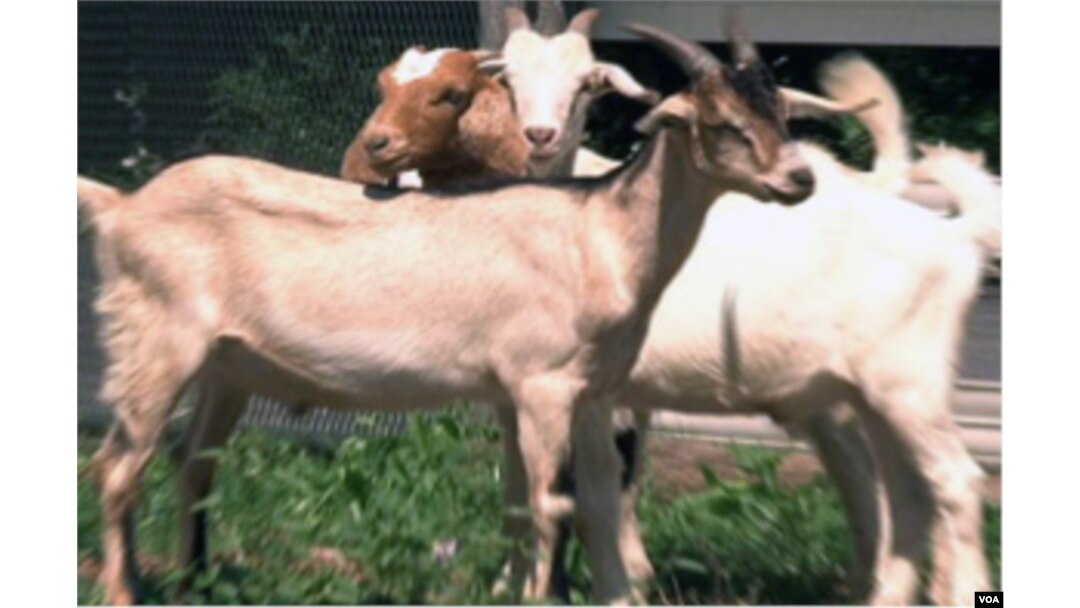Pengunjung dapat membeli kambing-kambing ini di peternakan Wagon Wheel, untuk kemudian mereka sembelih sendiri di peternakan ini juga.
