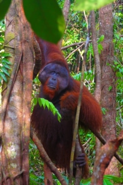 Orangutan di Taman Nasional Tanjung Puting, Kalimantan (foto: Wikipedia).
