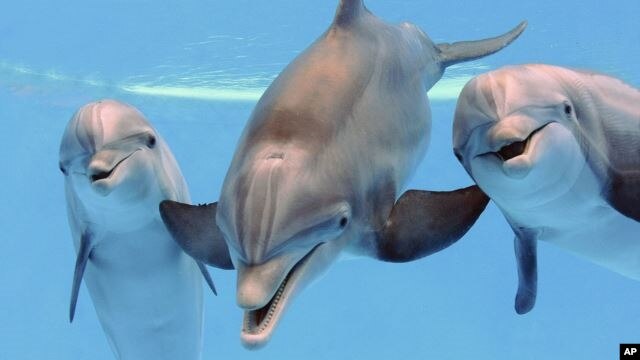 Los delfines y la tuna cohabitan sin problema en las aguas del Pacífico y durante la caza de tuna para el consumo humano los delfines sufren daño y mueren sin necesidad.
