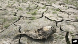 A dead fish on the cracked bed of a reservoir after months of severe drought, Seoul, South Korea, June 26, 2012.