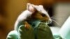 Study Cannot Confirm Many Lab Results for Cancer Experiments