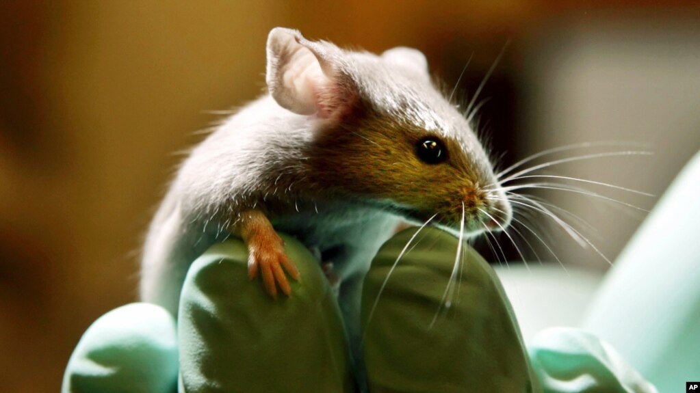 This Jan. 24, 2006 file photo shows a laboratory mouse looking over the gloved hand of a technician at the Jackson Laboratory, in Bar Harbor, Maine. (AP Photo/Robert F. Bukaty, File