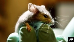 This Jan. 24, 2006 file photo shows a laboratory mouse looking over the gloved hand of a technician at the Jackson Laboratory, in Bar Harbor, Maine. (AP Photo/Robert F. Bukaty, File