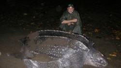 In this December 2006 photo provided by Karin Forney, is Scott Benson, an ecologist and leatherback turtle expert with the National Oceanic and Atmospheric Administration Fisheries Service, posing with a female western Pacific leatherback turtle.