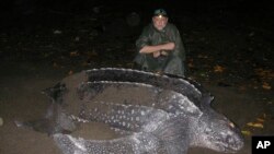 In this December 2006 photo provided by Karin Forney, is Scott Benson, an ecologist and leatherback turtle expert with the National Oceanic and Atmospheric Administration Fisheries Service, posing with a female western Pacific leatherback turtle.