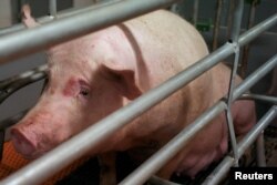 A sow is seen inside Guangxi Yangxiang's high-rise pig farm at Yaji Mountain Forest Park in Guangxi province, China, March 21, 2018.