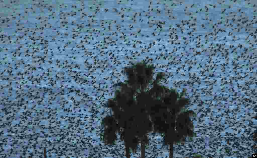 A flock of Common Starlings fly above the Mediterranean sea in Nice, southern France.