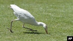 FILE - A white stork catches a cricket on the pitch, during the cricket One Day International final between South Africa and Australia in Harare, Zimbabwe, Saturday, Sept. 6, 2014.