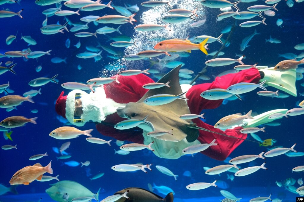 A diver dressed in Santa Claus clothes swims with fish during a Christmas show at Sunshine Aquarium in Tokyo.