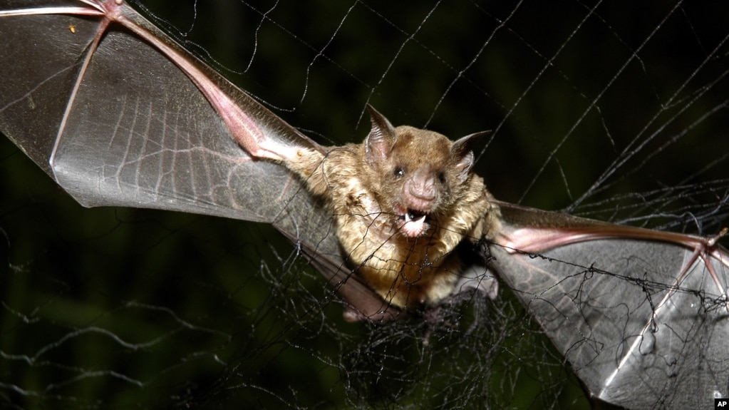 FILE - A vampire bat is caught in a net in Aracy, in the northeast Amazon state of Para, Brazil, Dec. 1, 2005. 
