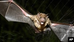 FILE - A vampire bat is caught in a net in Aracy, in the northeast Amazon state of Para, Brazil, Dec. 1, 2005. 