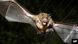 FILE - A vampire bat is caught in a net in Aracy, in the northeast Amazon state of Para, Brazil, Dec. 1, 2005. 