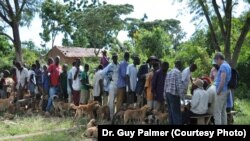 Tanzanians and their dogs wait in line for free rabies vaccinations. 