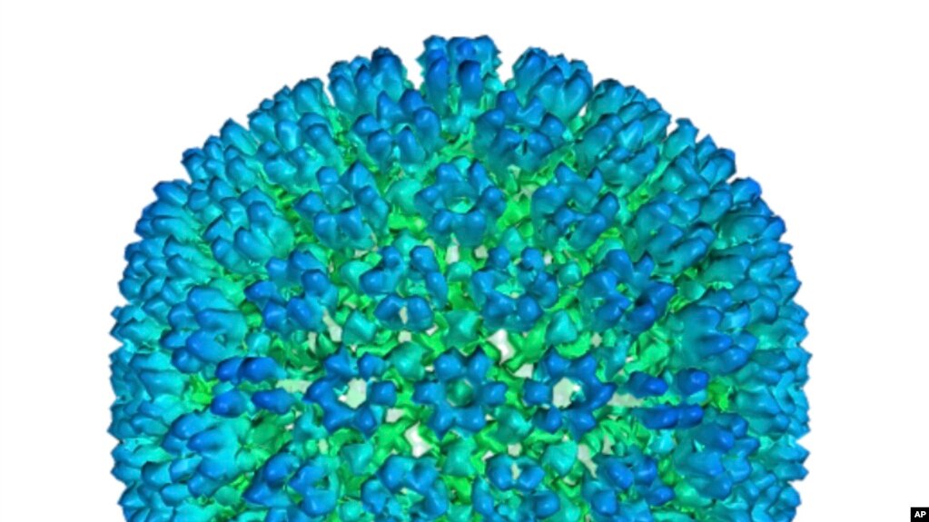 This image provided by U.S. Department of Health and Human Services shows an illustration of the outer coating of the Epstein-Barr virus, one of the world’s most common viruses. New research is showing stronger evidence that Epstein-Barr infection could s