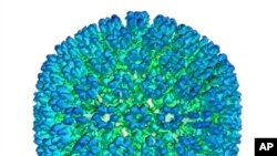 This image provided by U.S. Department of Health and Human Services shows an illustration of the outer coating of the Epstein-Barr virus, one of the world’s most common viruses. New research is showing stronger evidence that Epstein-Barr infection could s