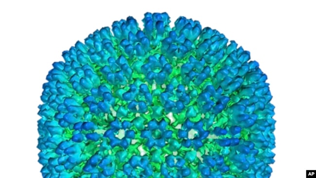 This image provided by U.S. Department of Health and Human Services shows an illustration of the outer coating of the Epstein-Barr virus, one of the world’s most common viruses. New research is showing stronger evidence that Epstein-Barr infection could s