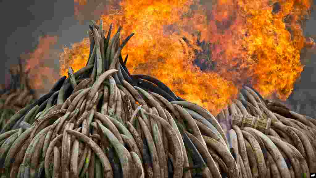 Une statue d&#39;ivoire, brulée avec des tonnes d&#39;ivoires dans le parc national de Nairobi, le 30 avril 2016.